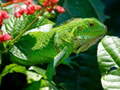 Jwèt Wild Iguana