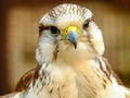 Jwèt Gyrfalcon Jigsaw