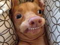 Jwèt What meme dog are you ?