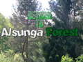 Jwèt Return To Alsunga Forest