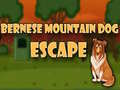 Jwèt Bernese Mountain Dog Escape