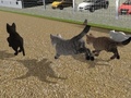 Jwèt Run Cat Cat Race
