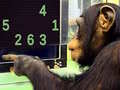 Jwèt Memory Chimp