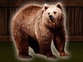 Jwèt Save The Grizzly Bear
