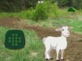 Jwèt Goat Find The Child