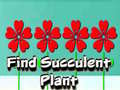 Jwèt Find Succulent Plant