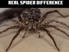 Jwèt Real Spider Difference