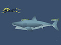 Jwèt Mad Shark