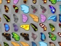 Jwèt Butterfly kyodai