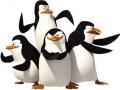 Pengwen nan jwèt Madagascar 